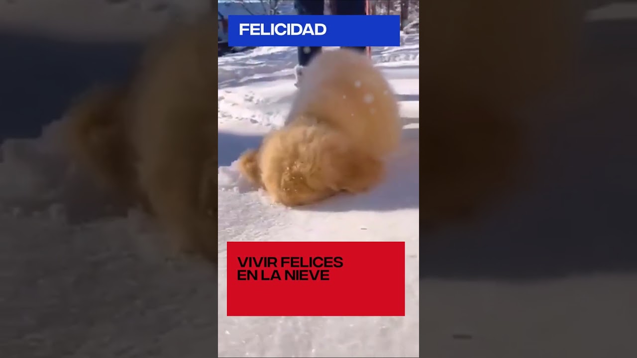 Un día de diversión en la nieve con mi perrito