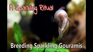 A Sparkling Ritual - The Breeding of Trichopsis Pumila