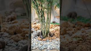 Otters, Omens, and Ocean Wild Myths: Wanderwildlife. #Shorts,#Youtubeshorts,#Ytshorts