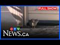 How to protect your home from rodents | CTVNews Winnipeg at five for Mar. 20, 2026