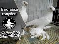 ВЫСТАВКА ГОЛУБЕИ г  ШЫМКЕНТ 2017 /  Pigeons / doves / dove