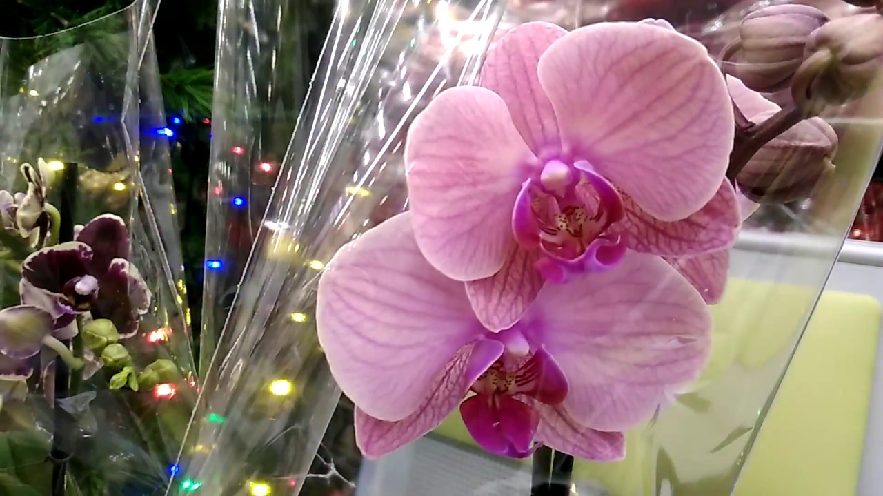 Орхидеи уценка. Фаленопсис Мерлин. Уцененные орхидеи. Фаленопсис Мариам.
