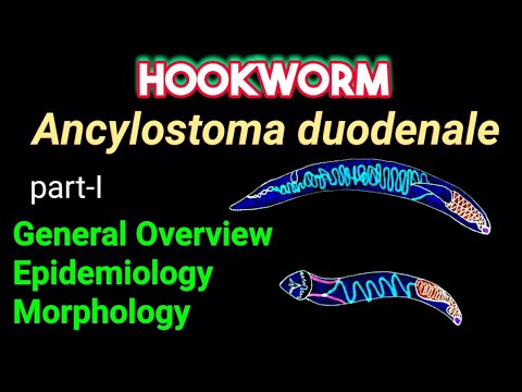 کرم قلابدار (Ancylostoma duodenale): مرور کلی، اپیدمیولوژی، مورفولوژی | یادداشت های AM Biologie