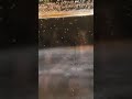 Brine Shrimp Nauplii, Freshly Hatched