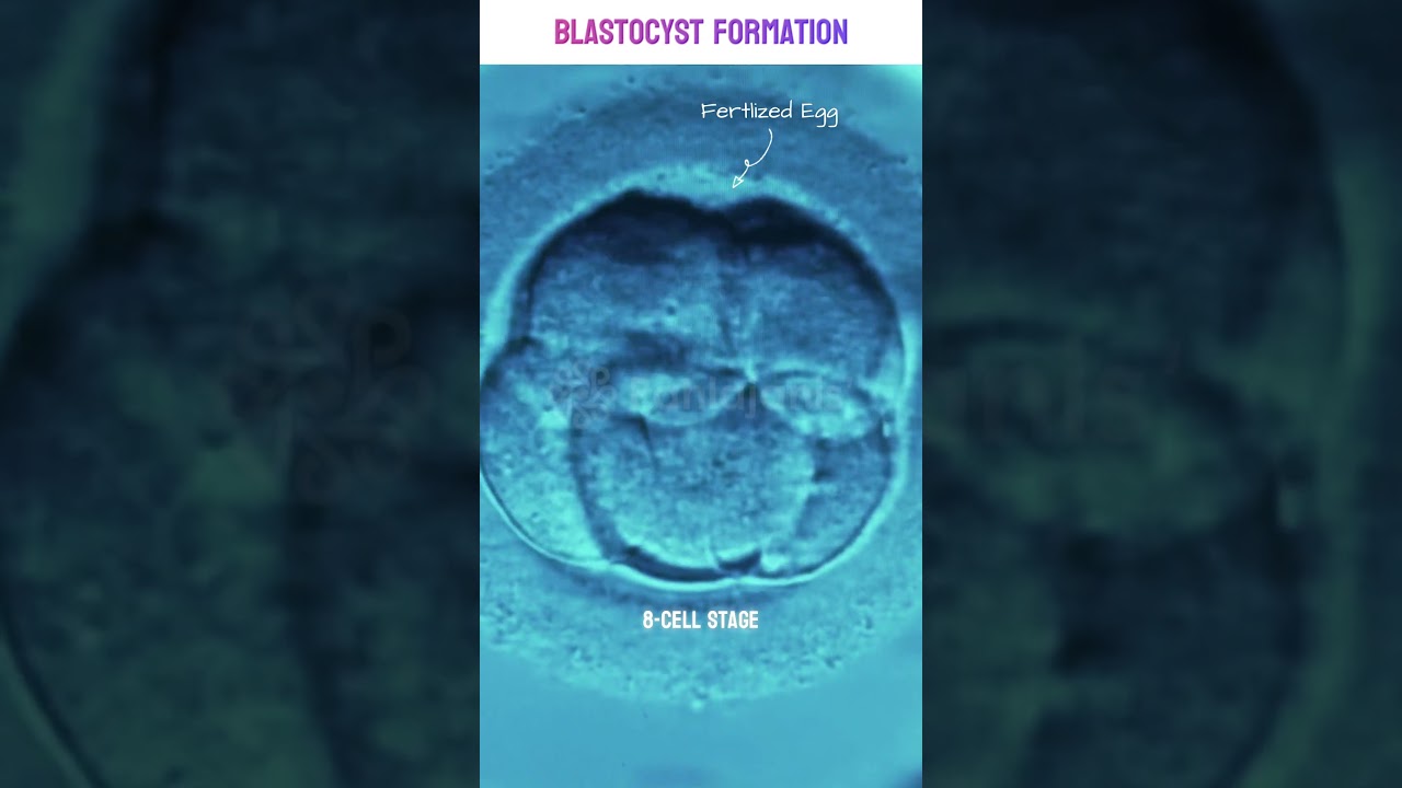 Real footage of Blastocyst Formation under microscope |  Human Embryo Development Stages #blastocyst