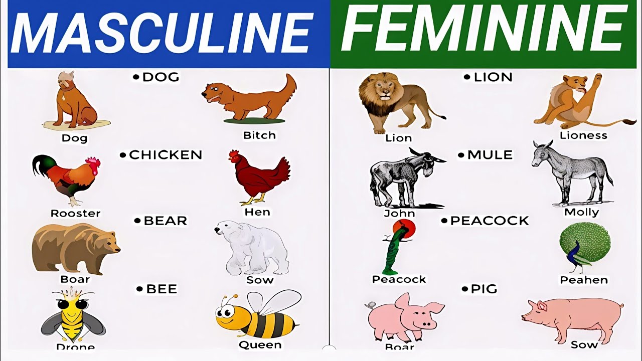 MASCULINE - FEMININE/Animals Masculine to Feminine Gender in English/ Learn Opposite Gender Names
