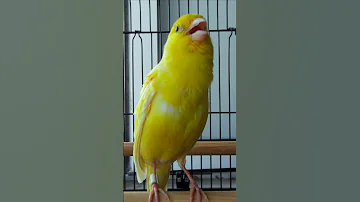 канарейка Canary Of Isoxon Canary Kenari Birds 