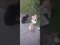 Упитанные и воспитанные.