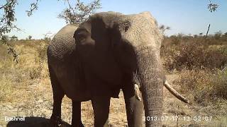 African Elephant breeding herd on Bushnell Trophy Cam 119476C