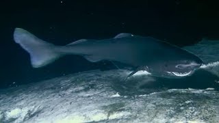 Sharks Feasting On A Whale Carcass | Blue Planet | BBC Earth