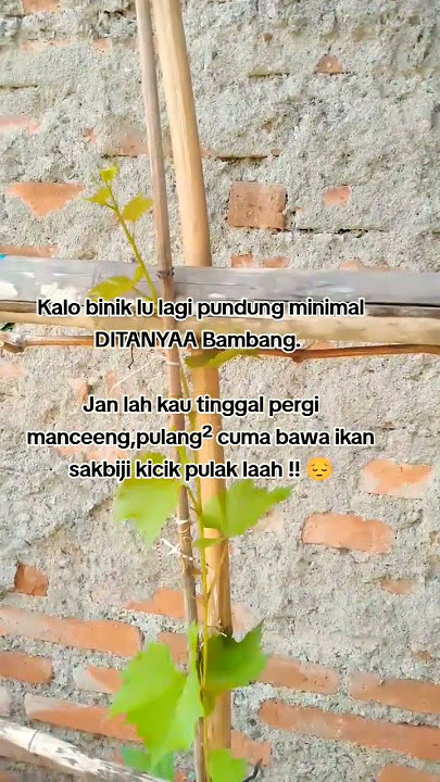 FAKTA,TIPE² SUAMI GA PEKA,. #shorts #quotes #storywa