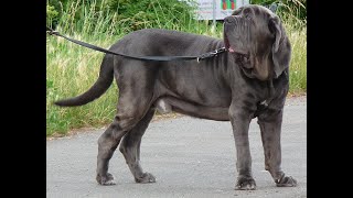 Neapolitan Mastiff History And Information by Elite Dog Nation 128 views 3 years ago 1 minute, 50 seconds