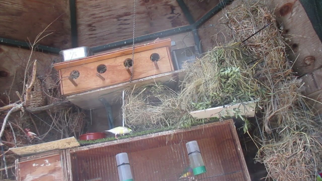 Parrots, Finches & Waxbills Part 2