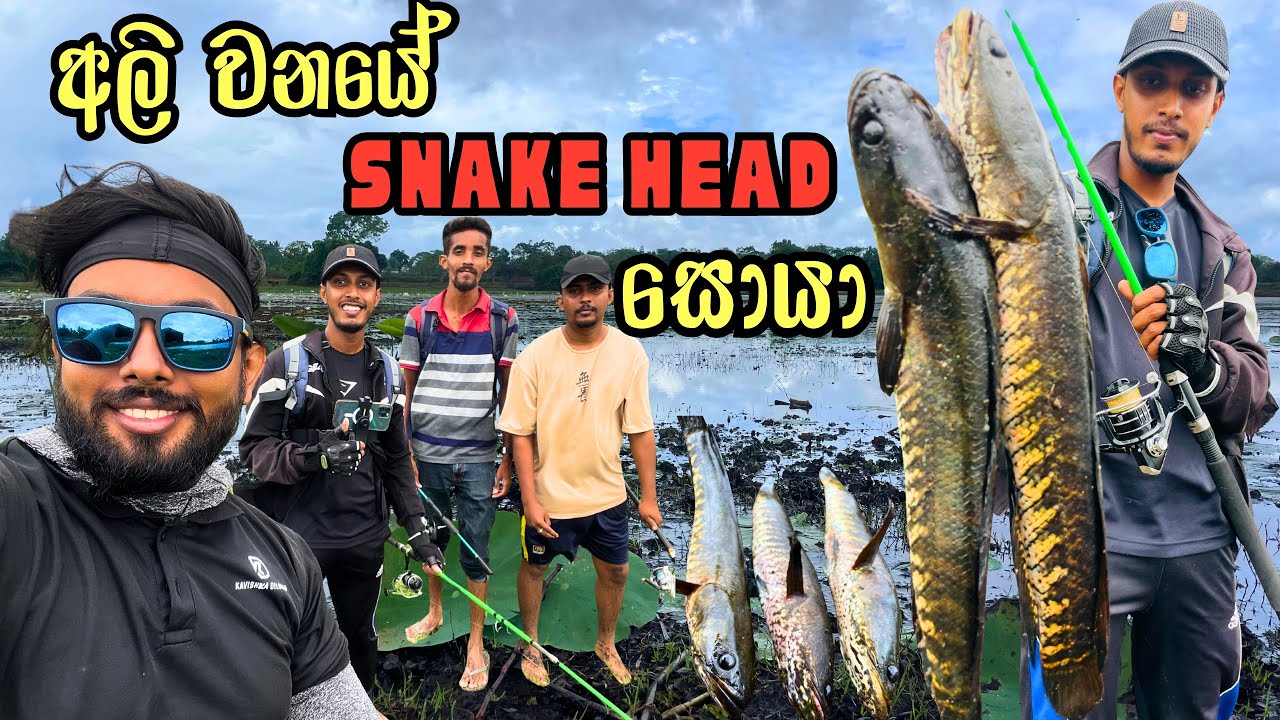 🎣 Snakehead Fish අල්ලන අපූරු ක්‍රම – ගම්වැව Fishing Part - 01 @Kavishkadilshanwijayarathna 