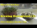 Vivi's Kitchen Garden 329: Growing microgreens (part 2).