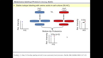 B4B: Module 10 - SILAC and other heavy isotope approaches