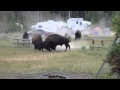 Combat Bison camping Yellowstone Aout 2010