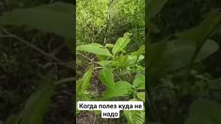 когда полез на дерево #смех #угар #ржака #я #смешные#музыка #смешныевидео #лайк#мужик#телеграмм