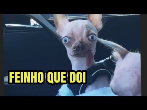 Vídeo: Cachorro Clonado Lancelot Agora Um Pai