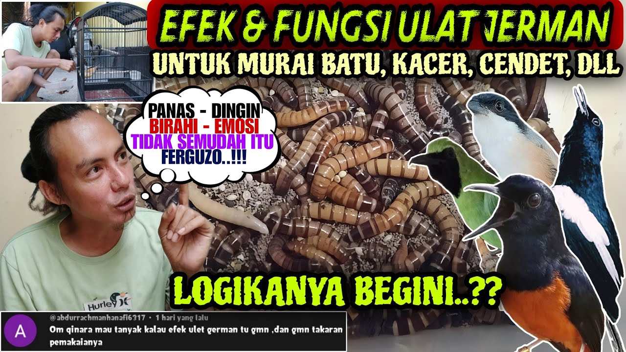 TERNYATA BEGINI EFEK ULAT JERMAN ⁉️ BENARKAH BIKIN MURAI BATU, KACER, CENDET, DLL JADI EMOSI & GACOR