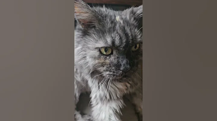 Watch the video about #cat #cute #follow #mainecoon #catslove #pets #kedi #gatos #viral #beautiful #truelove #seelentier