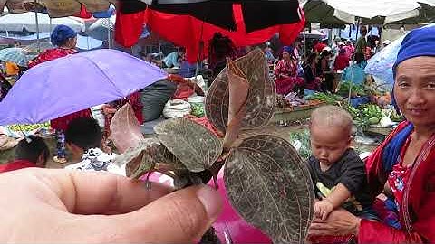 khám phá chợ vùng cao Tủa Chùa ( Điện Biên ) || Gu Tây Bắc