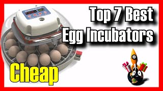 TOP 7 BEST Budget Egg Incubators on Amazon [2024]✅[Cheap] Chicken / Quail / Duck /For Beginners