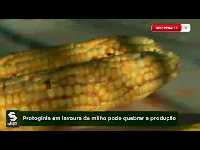 Protoginia em lavoura de milho pode quebrar a produção 