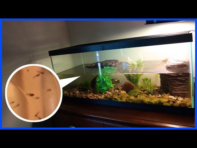 CHEAPEST WAY To Set Up A TURTLE TANK! 