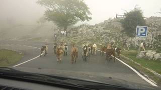Cabras bajando de Los Lagos - GUIASTUR