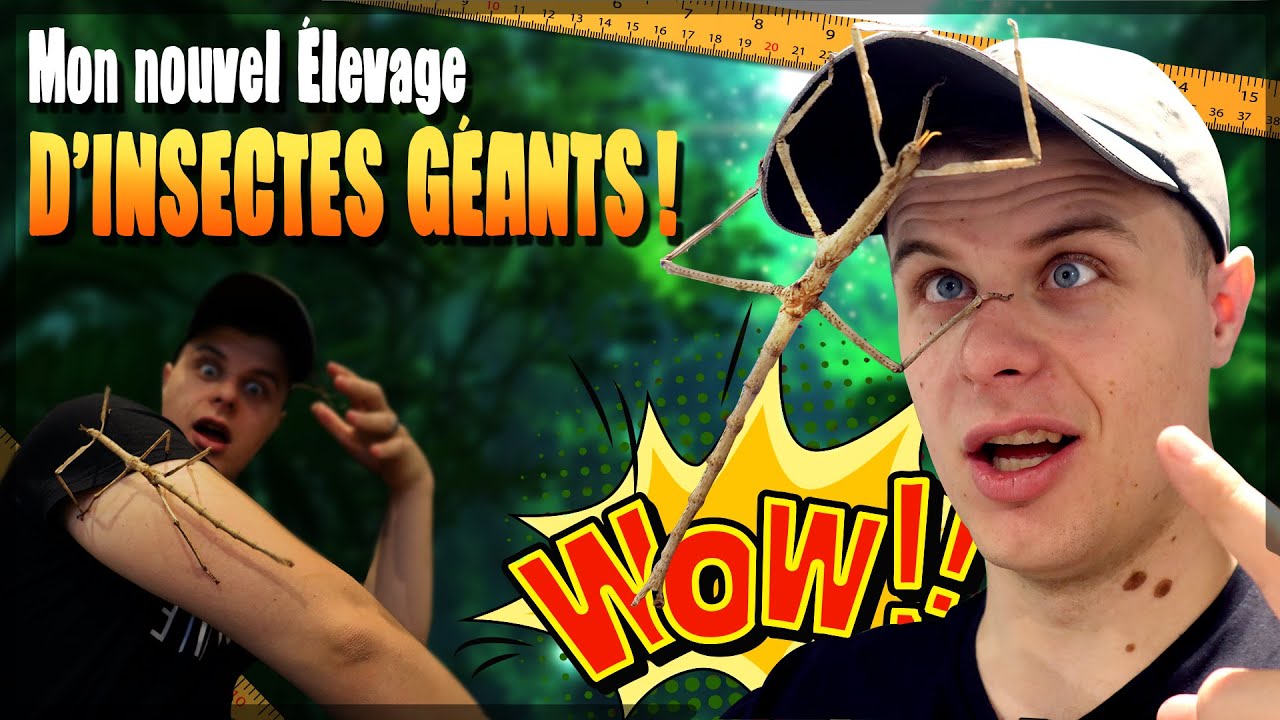 J’AI ACHETÉ DES INSECTES GÉANTS ! EUBLEPHARIS
