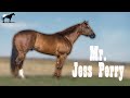 &quot;Mr. Jess Perry&quot; El Mejor Semental Cuarto De Milla De Carreras 🐴-Del Cerro Soy