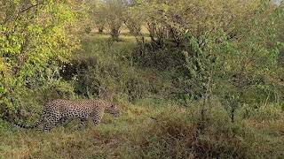 A leopard emerges from the bushes: Unforgettable moments on safari #1