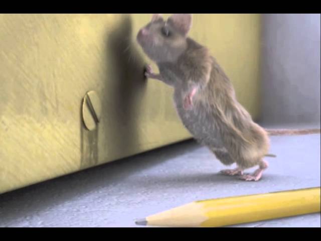 How Far Should You Space Mouse Traps Apart? - Permakill Exterminating