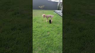 Poodle play