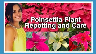 How to Care Poinsettia | Repotting Poinsettia Plant