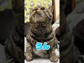 ハチは生まれつき脳に障害があり、怒っているように見えたり毛布を引っぱって歩くことがあります。そんな日常を少しだけ。夜の様子はフル動画で🐾#障害猫 #保護猫 #ねこ動画 #返事する猫 #毛布職人