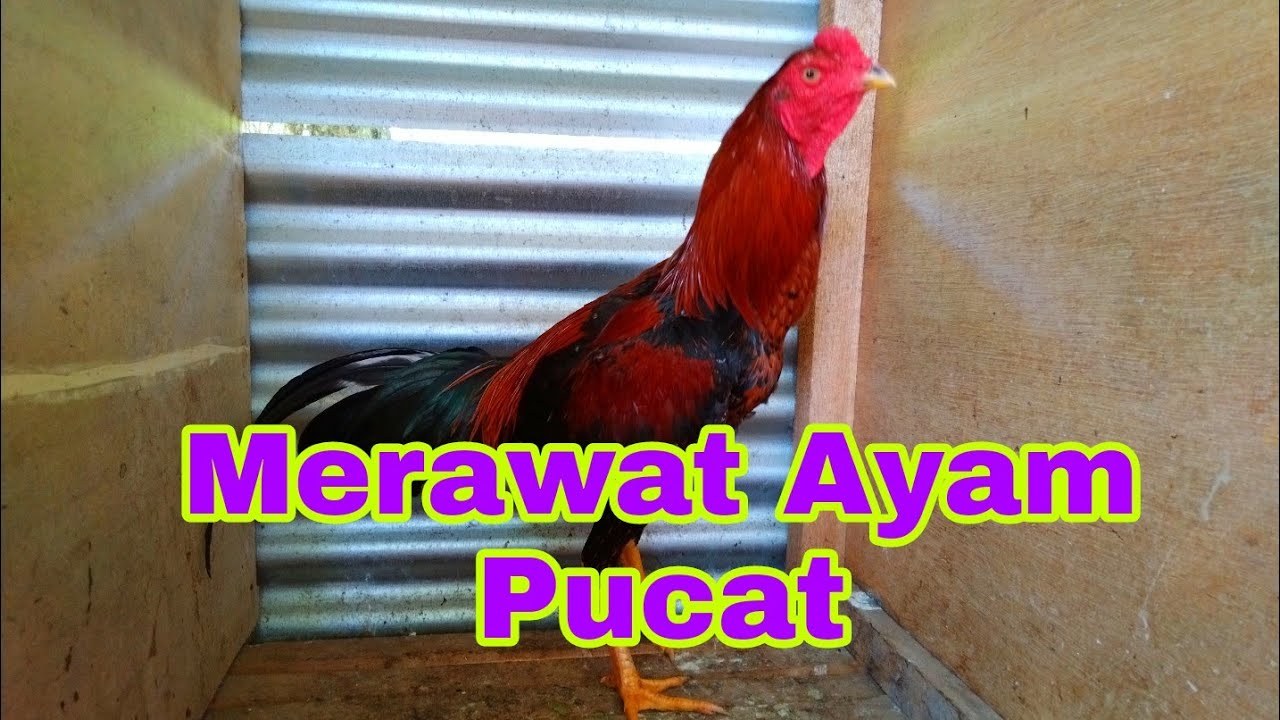 Bagaimana Mengubati Ayam Peliharaan Yang Sakit Pucat