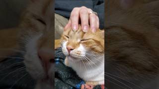 Head pats 🐈