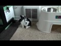 Bunny binkies in front of the air conditioning