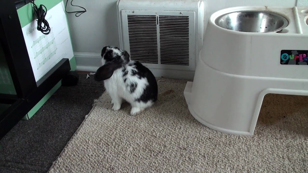 Bunny binkies in front of the air conditioning. YouTube