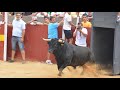 SUELTA TORO DE VICTORINO MARTIN CORIA 2023