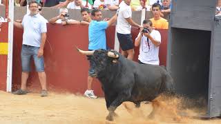 SUELTA TORO DE VICTORINO MARTIN CORIA 2023