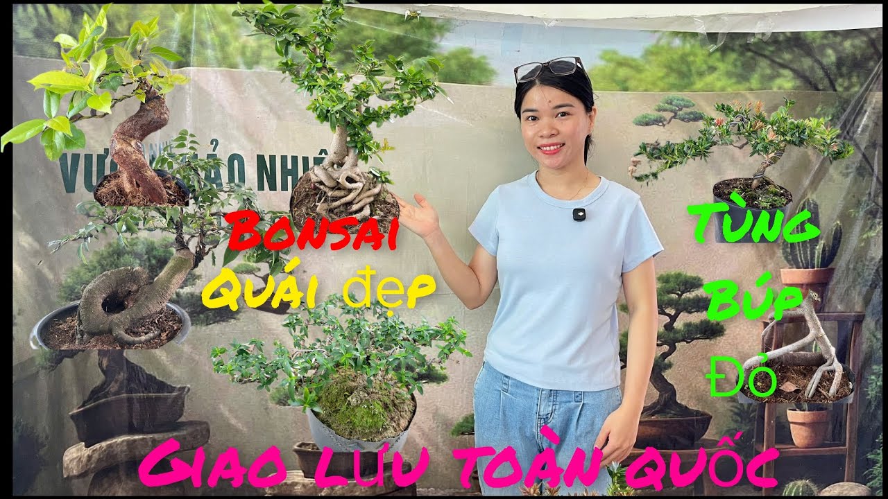 10/3 Giao lưu .Hải châu .Tùng Búp đỏ .khế ngọt .túc quái giá rẻ #lh0393689271# bao Síp ...