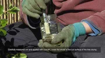 How to kill tree a stump with Roundup Tough Concentrate | Videos | Roundup Weedkiller