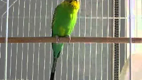Banco the budgie calling, chirping, screaming medium