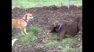 Willamette Humane Society Play Group 11-25-12