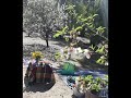 סיורי ליקוט ובישול מהטבע