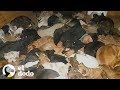 600 perros duermen con su dueño en -20C° | El Dodo