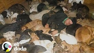 600 perros duermen con su dueño en 20C° | El Dodo